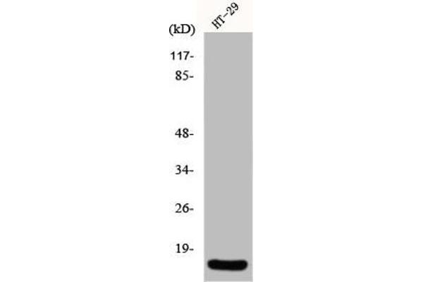 INSL4 antibody  (Internal Region)