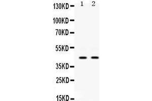 Western Blotting (WB) image for anti-Keratin 19 (KRT19) (AA 334-372), (C-Term) antibody (ABIN3043288) (Cytokeratin 19 antibody  (C-Term))