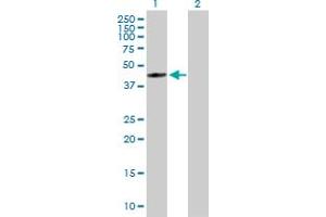 Western Blot analysis of FDFT1 expression in transfected 293T cell line by FDFT1 MaxPab polyclonal antibody. (FDFT1 antibody  (AA 1-417))