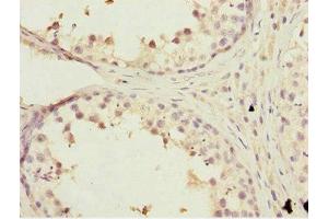 Immunohistochemistry of paraffin-embedded human testis tissue using ABIN7157257 at dilution of 1:100