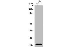 Western Blot analysis of HepG2 cells using Neuromedin-U Polyclonal Antibody (Neuromedin U antibody  (C-Term))
