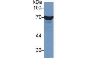 HSPA1L anticorps  (AA 1-641)