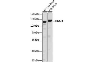 Western blot analysis of extracts of various cell lines, using DNM3 antibody (ABIN6290322) at 1:1000 dilution. (Dynamin 3 antibody)