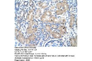 Rabbit Anti-UROD Antibody  Paraffin Embedded Tissue: Human Kidney Cellular Data: Epithelial cells of renal tubule Antibody Concentration: 4. (UROD antibody  (N-Term))