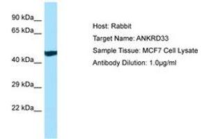 Image no. 1 for anti-Ankyrin Repeat Domain 33 (ANKRD33) (AA 368-417) antibody (ABIN6750151) (ANKRD33 antibody  (AA 368-417))