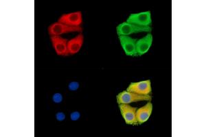 ABIN7096380 and ABIN7100444 staining Hela cells by IF/ICC. (PMPCA antibody)