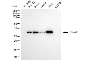 Western blotting analysis using TSNAX antibody (ABIN7800611).