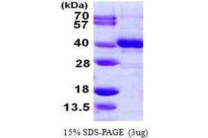 SDS-PAGE (SDS) image for N-Methylpurine-DNA Glycosylase (MPG) (AA 1-298) protein (His tag) (ABIN667935) (MPG Protein (AA 1-298) (His tag))