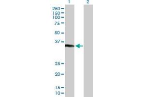 Western Blot analysis of KCTD7 expression in transfected 293T cell line by KCTD7 MaxPab polyclonal antibody.