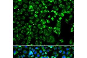 Immunofluorescence analysis of A549 cells using ZAK Polyclonal Antibody (ZAK antibody)