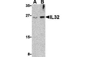 Western Blotting (WB) image for anti-Interleukin 32 (IL32) (Middle Region) antibody (ABIN1030958) (IL32 antibody  (Middle Region))