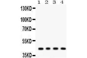Anti- ADIPOR1 Picoband antibody, Western blotting All lanes: Anti ADIPOR1  at 0. (Adiponectin Receptor 1 antibody  (N-Term))