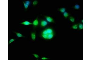 Immunofluorescence staining of Hela cells with ABIN7149344 at 1:100, counter-stained with DAPI. (CPEB3 antibody  (AA 414-525))