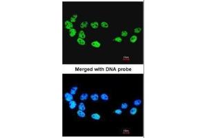 ICC/IF Image Immunofluorescence analysis of paraformaldehyde-fixed A431, using CDC26, antibody at 1:200 dilution. (CDC26 antibody)