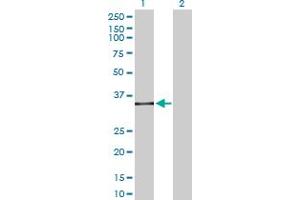 Western Blot analysis of SPI1 expression in transfected 293T cell line by SPI1 MaxPab polyclonal antibody. (SPI1 antibody  (AA 1-264))