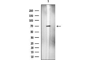 Western blot analysis of lysates from HUVEC cells, using Scc4 Mouse Monoclonal Antibody at 1/1000 dilution.