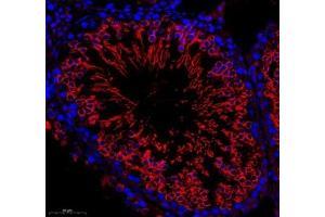 Immunofluorescence of paraffin embedded mouse testis using GK2 (ABIN7074096) at dilution of 1: 500 (300x lens) (GK2 antibody)