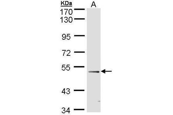 FOXD1 antibody  (C-Term)