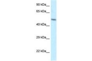 Image no. 1 for anti-ZFP2 Zinc Finger Protein (ZFP2) (AA 25-74) antibody (ABIN6747520) (ZFP2 antibody  (AA 25-74))
