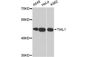 Western blot analysis of extracts of various cell lines, using TIAL1 antibody (ABIN5973602) at 1:3000 dilution. (TIAL1 antibody)