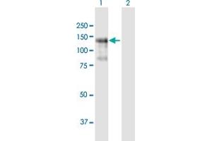 Western Blot analysis of PLEKHG2 expression in transfected 293T cell line by PLEKHG2 MaxPab polyclonal antibody.