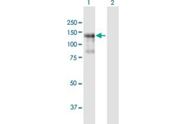 PLEKHG2 抗体  (AA 1-896)