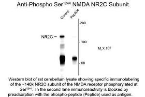 Image no. 1 for anti-Glutamate Receptor, Ionotropic, N-Methyl D-Aspartate 2c (GRIN2C) (pSer1244) antibody (ABIN956764) (GRIN2C antibody  (pSer1244))