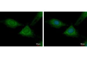ICC/IF Image RPL37 antibody detects RPL37 protein at cytoplasm by immunofluorescent analysis. (RPL37 antibody)