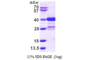 SDS-PAGE (SDS) image for Myeloid Leukemia Factor 1 (MLF1) (AA 1-268) protein (His tag) (ABIN667346) (MLF1 Protein (AA 1-268) (His tag))