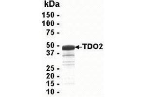 Western Blotting (WB) image for Tryptophan 2,3-Dioxygenase (TDO2) (AA 1-406) protein (ABIN2469120)