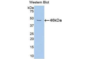 Western Blotting (WB) image for anti-Neuregulin 1 (NRG1) (AA 54-163) antibody (ABIN1860052) (Neuregulin 1 antibody  (AA 54-163))