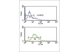 Flow Cytometry (FACS) image for anti-Granzyme M (Lymphocyte Met-Ase 1) (GZMM) antibody (ABIN3002803) (GZMM antibody)