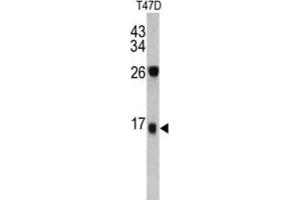 Western Blotting (WB) image for anti-Dermcidin (DCD) antibody (ABIN3002770)