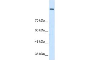 Western Blotting (WB) image for anti-Amine Oxidase, Copper Containing 2 (Retina-Specific) (AOC2) antibody (ABIN2462830) (AOC2 antibody)