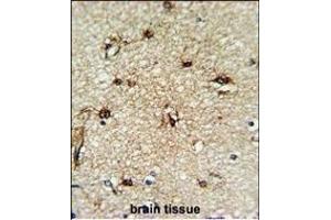 Formalin-fixed and paraffin-embedded human brain tissue reacted with TCPR1 Antibody (N-term), which was peroxidase-conjugated to the secondary antibody, followed by DAB staining. (TECPR1 antibody  (N-Term))