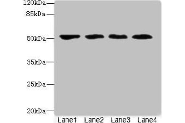 LRRC42 anticorps  (AA 201-428)