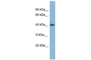 WB Suggested Anti-MAPK13 Antibody Titration: 0. (MAPK13 antibody  (Middle Region))