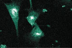 Immunofluorescent staining on NIH-3T3 cells. (PCNT antibody  (AA 1692-1814))