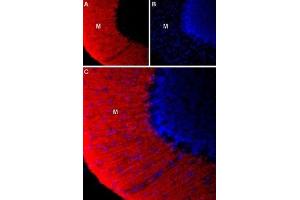 Expression of KV9. (KCNS3 antibody  (1st Extracellular Loop))