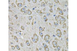 Immunohistochemistry of paraffin-embedded Mouse brain using PDIA6 Polyclonal Antibody at dilution of 1:100 (40x lens). (PDIA6 antibody)
