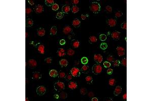 Immunofluorescent staining of Raji cells. (CD74 antibody)