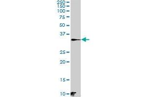 C21orf59 MaxPab polyclonal antibody. (C21orf59 antibody  (AA 1-290))