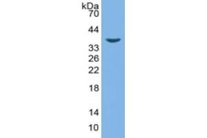 Rabbit Capture antibody from the kit in WB with Positive Control: Sample Bovine Liver lysate. (Haptoglobin ELISA Kit)