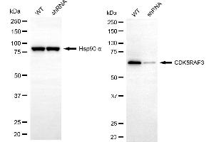 Western blotting analysis using CDK5RAP3 antibody (ABIN7797997).