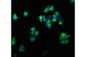 Immunofluorescent analysis of HepG2 cells using ABIN7148633 at dilution of 1:100 and Alexa Fluor 488-congugated AffiniPure Goat Anti-Rabbit IgG(H+L) (CRHR2 antibody  (AA 20-108))