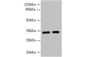 Western blot All lanes: C3orf49 antibody at 5 μg/mL Lane 1: U251 whole cell lysate Lane 2: MCF-7 whole cell lysate Secondary Goat polyclonal to rabbit IgG at 1/10000 dilution Predicted band size: 34 kDa Observed band size: 34 kDa (C3orf49 antibody  (AA 1-292))