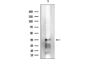 anti-Syntaxin 1A (Brain) (STX1A) (pSer14) antibody