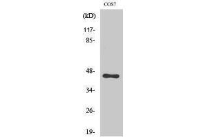Western Blotting (WB) image for anti-CCAAT/enhancer Binding Protein (C/EBP), alpha (CEBPA) (Ser241) antibody (ABIN6281646)