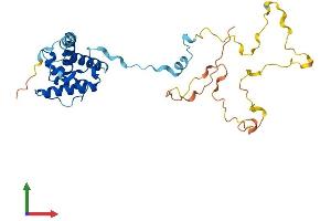 AlphaFold protein structure predicition of Mouse Recombinant Cnn1 Protein, UniprotID Q08091 (CNN1 Protein (AA 1-297) (His tag))
