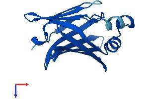 AlphaFold protein structure predicition of Human Recombinant FABP9 Protein, UniprotID Q0Z7S8 (FABP9 Protein (AA 1-132) (His tag))